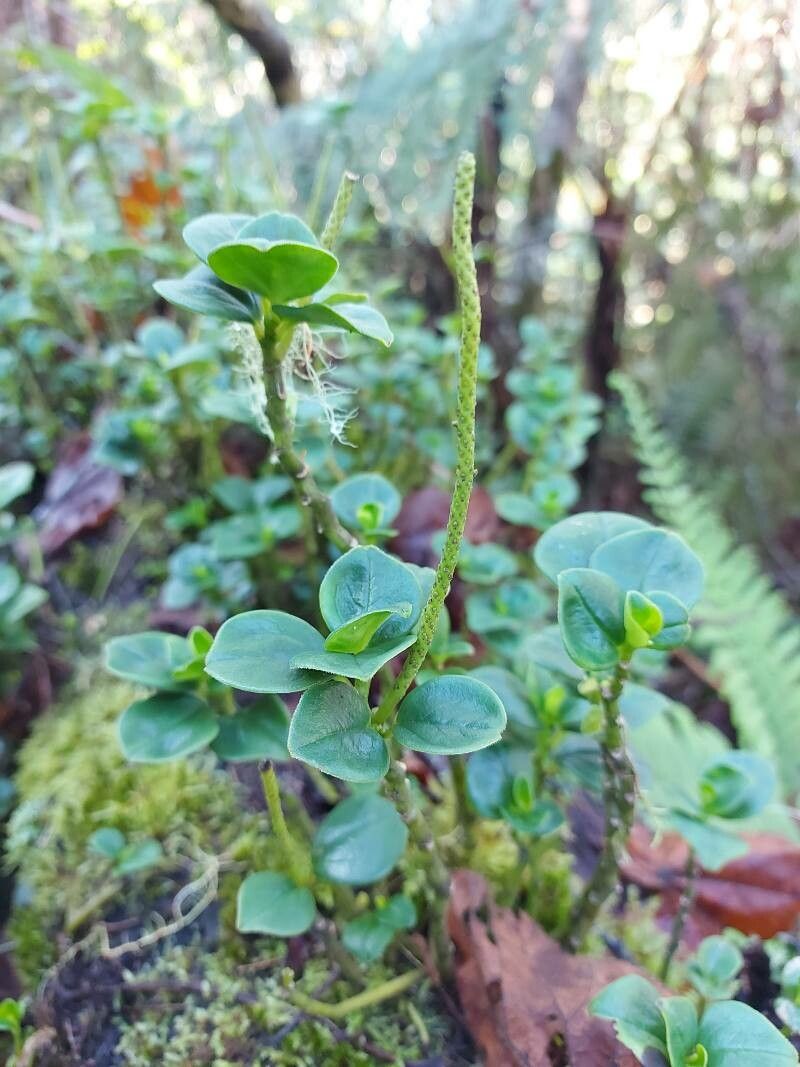 Peperomia borbonensis habit
