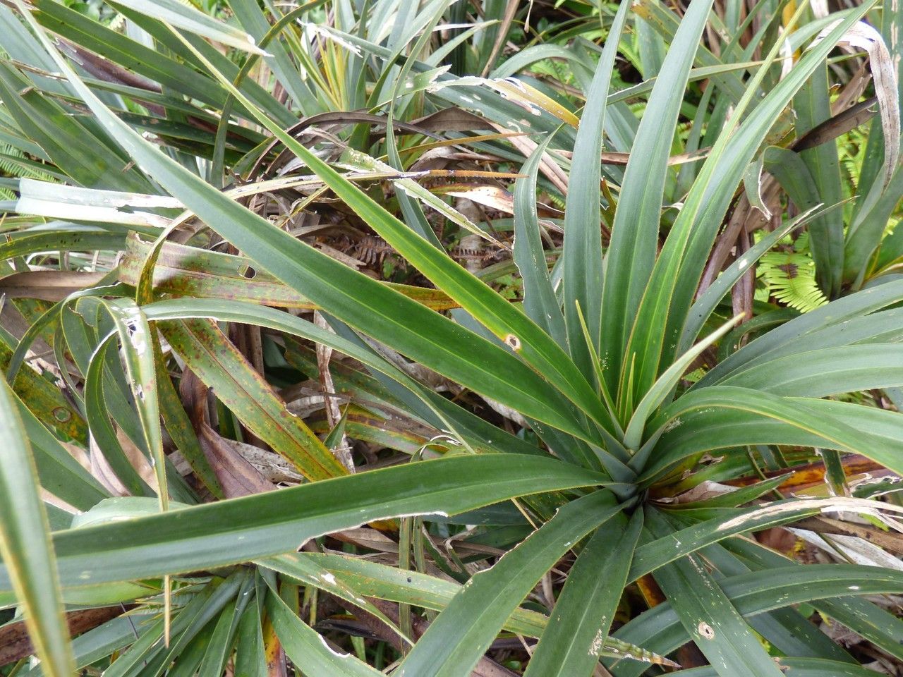 Pandanus montanus leaf