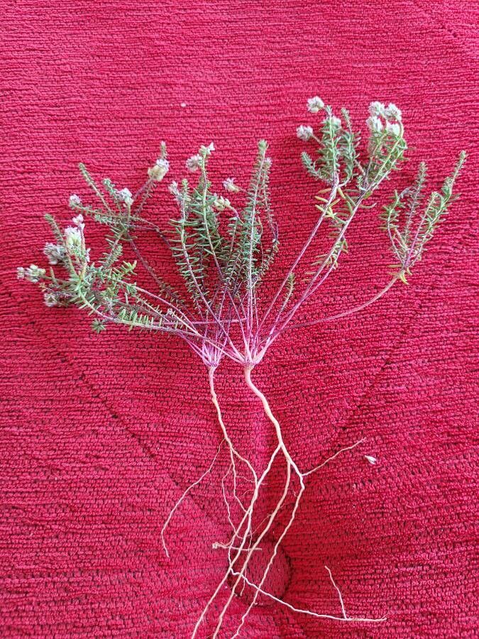 Polygala cyparissias — search result for 'Polygala'