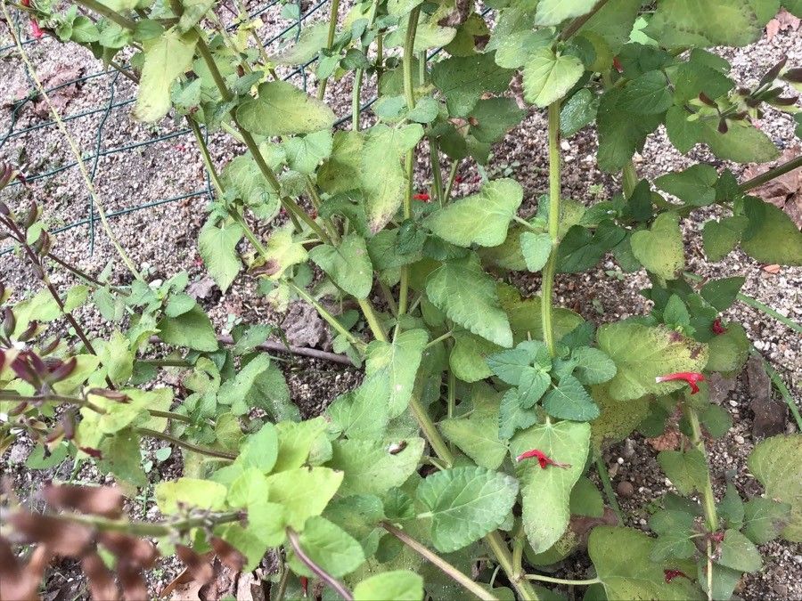 Salvia fulgens — search result for 'Salvia'