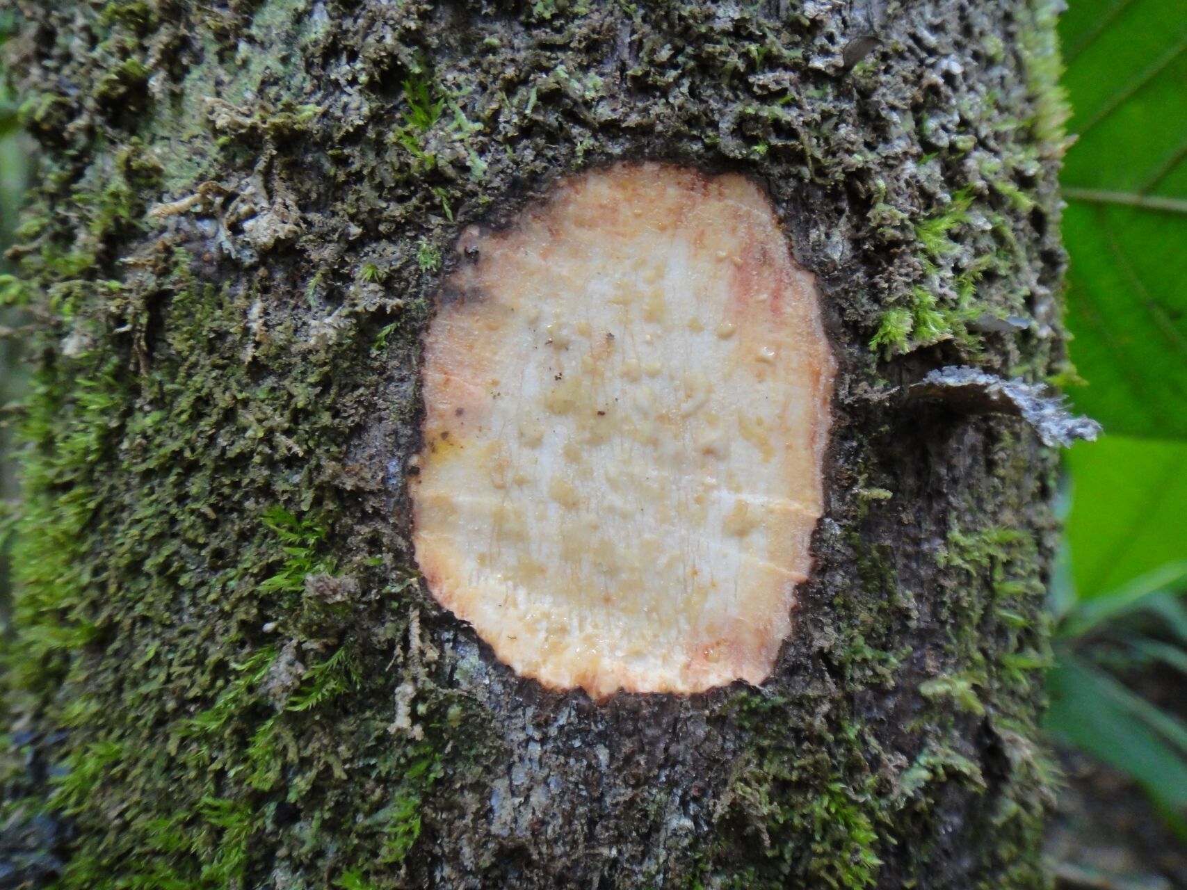 Ficus otophora bark
