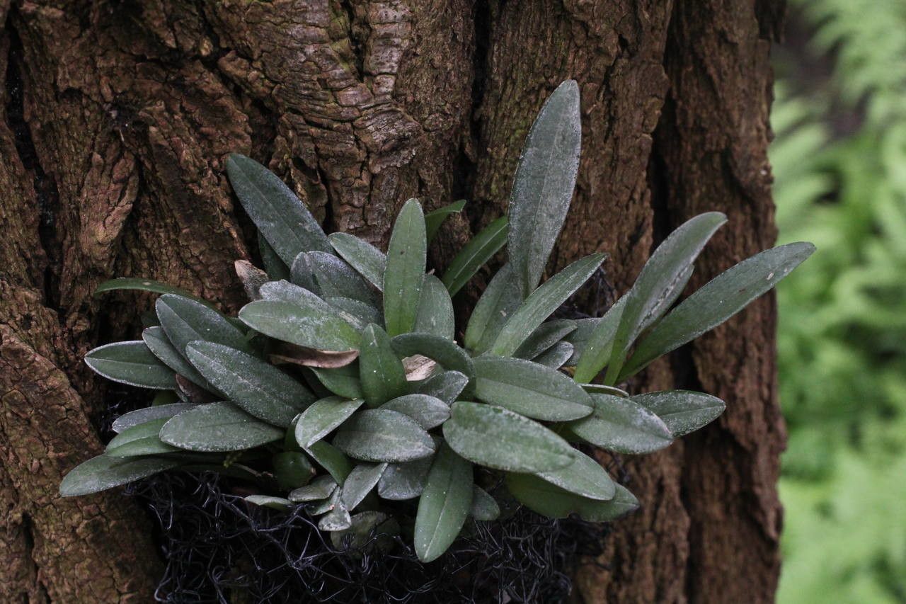 Stelis argentata habit