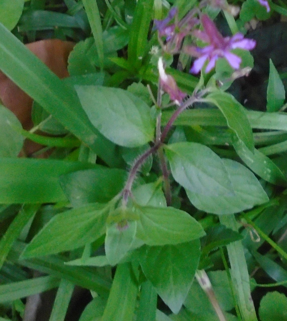 Cuphea racemosa bark