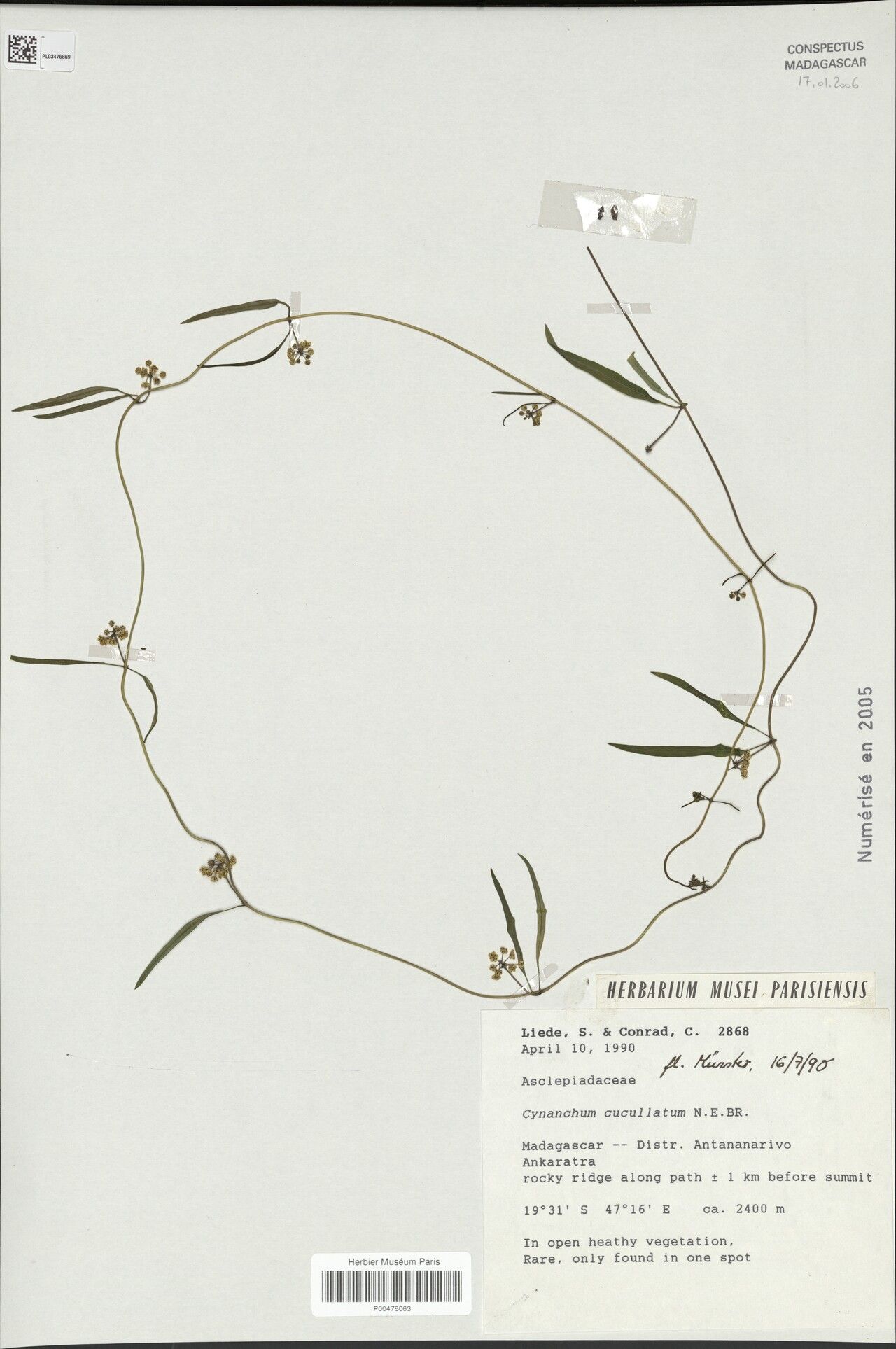 Cynanchum cucullatum — houseplant care guide