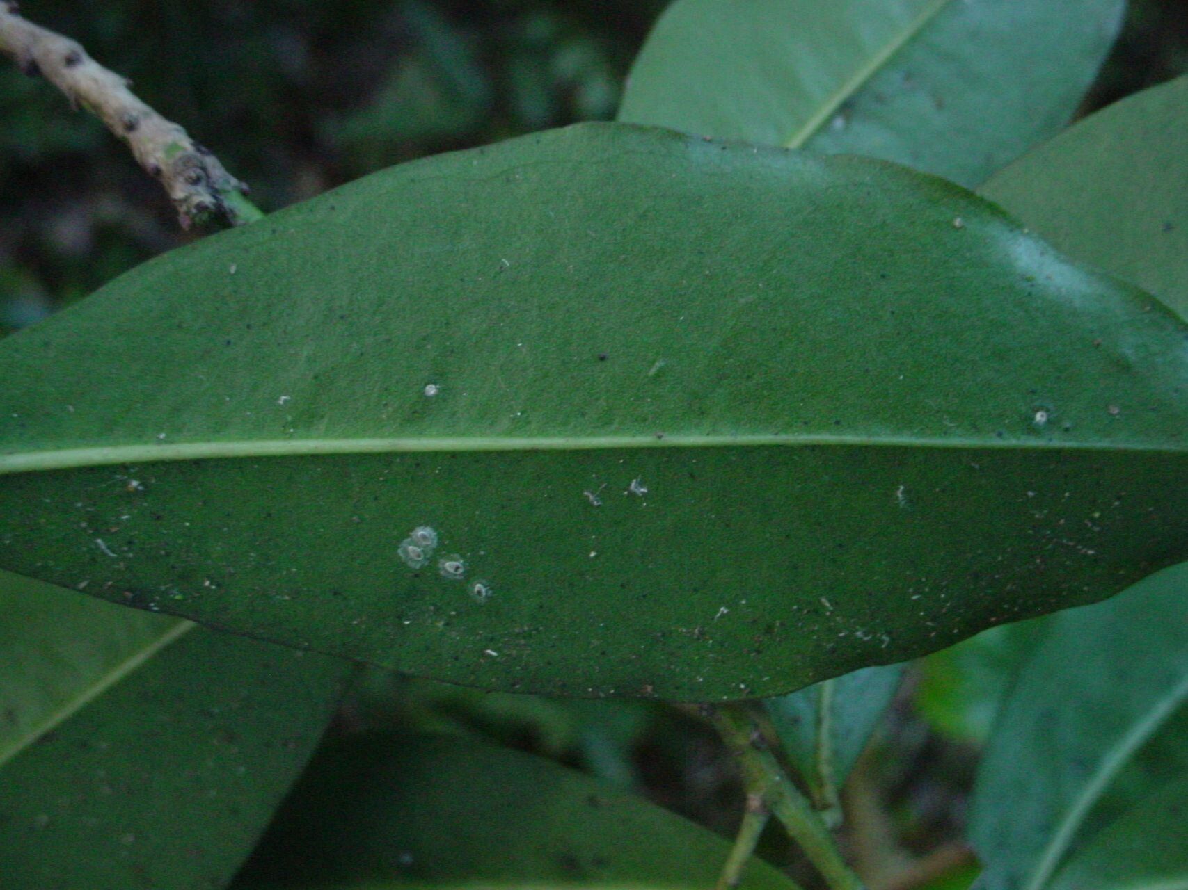 Myrsine discocarpa — houseplant care guide