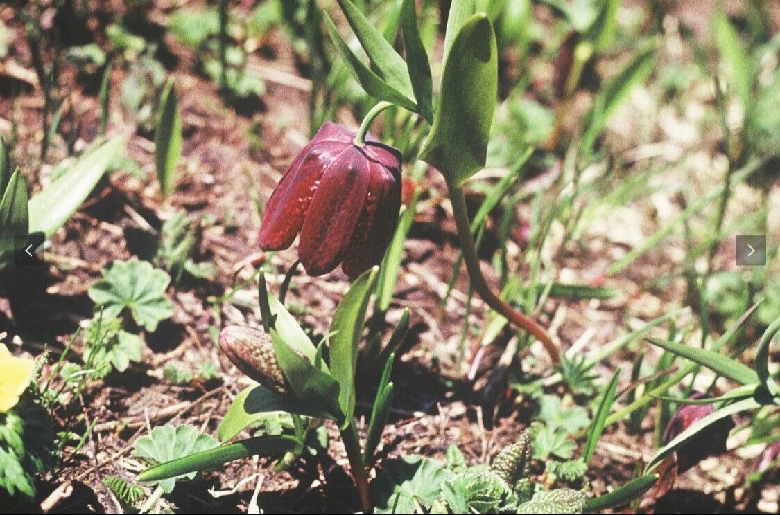 Fritillaria latifolia — search result for 'Fritillaria'