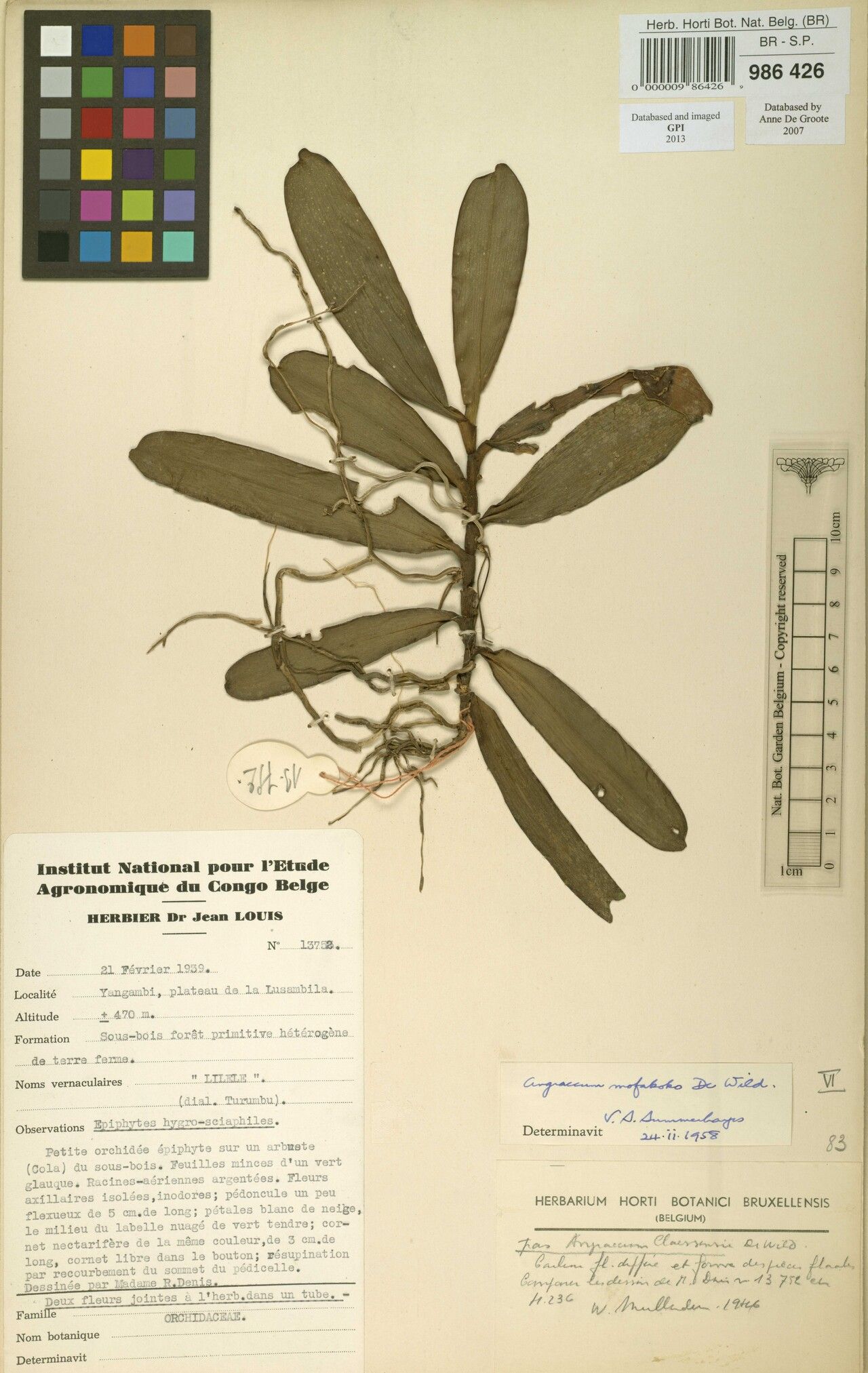 Angraecum mofakoko — houseplant care guide