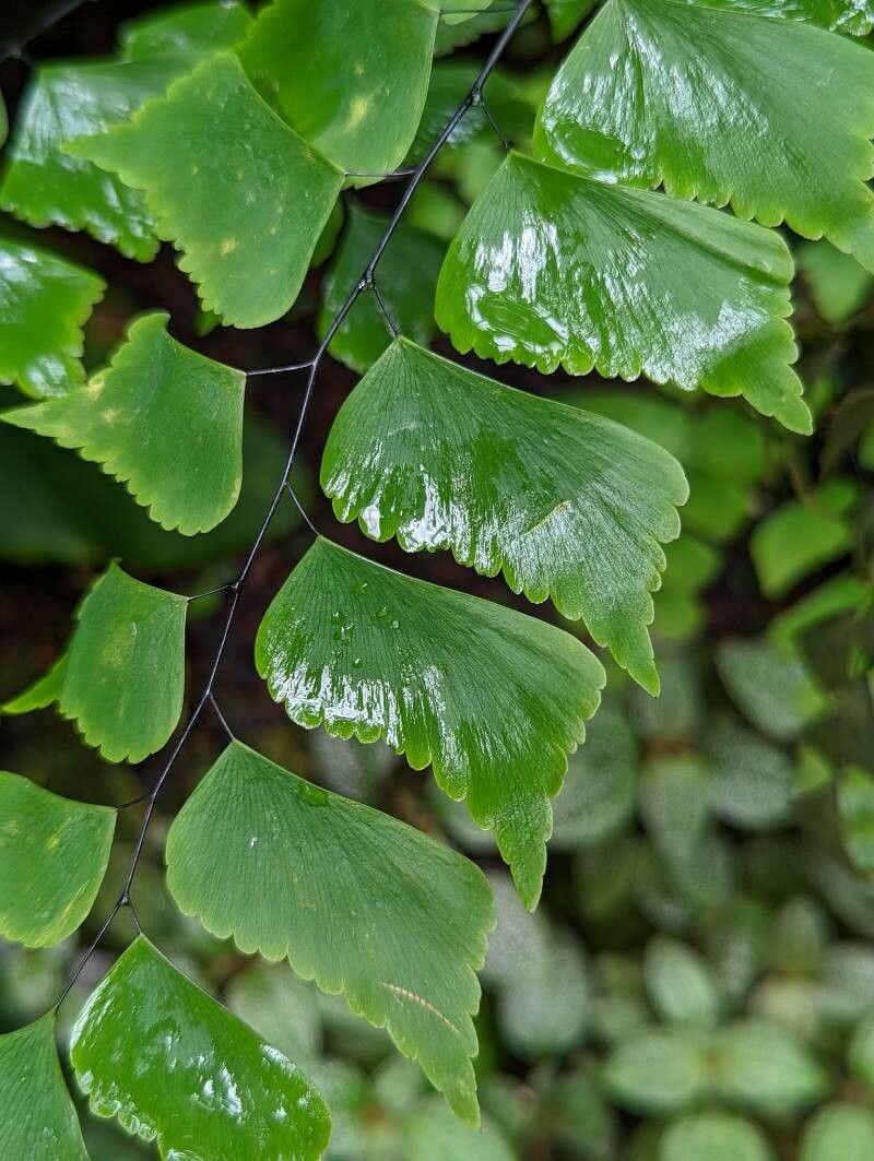 Adiantum trapeziforme