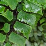 Adiantum trapeziforme