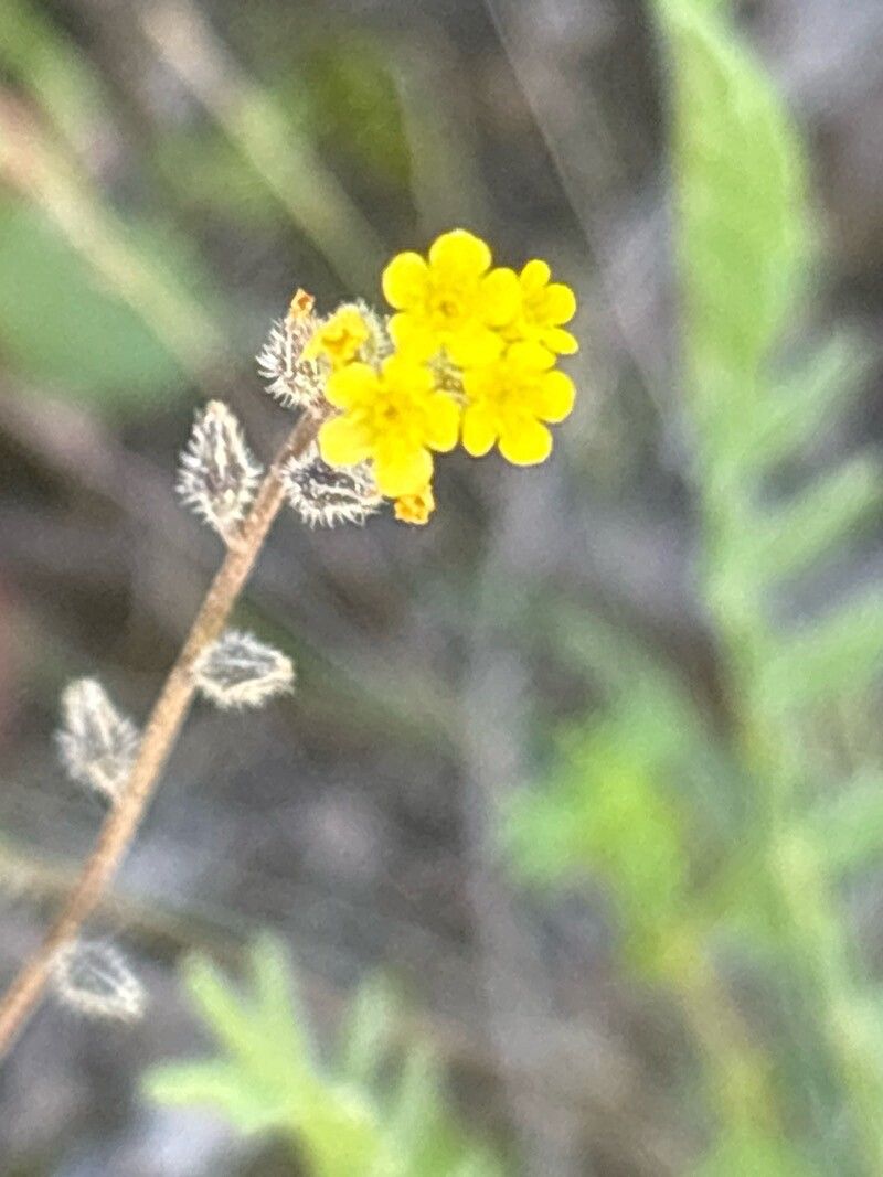 Myosotis persoonii — houseplant care guide