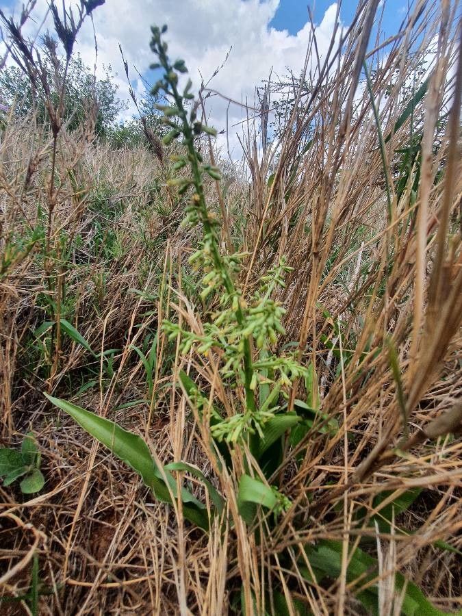 Chlorophytum gallabatense flower