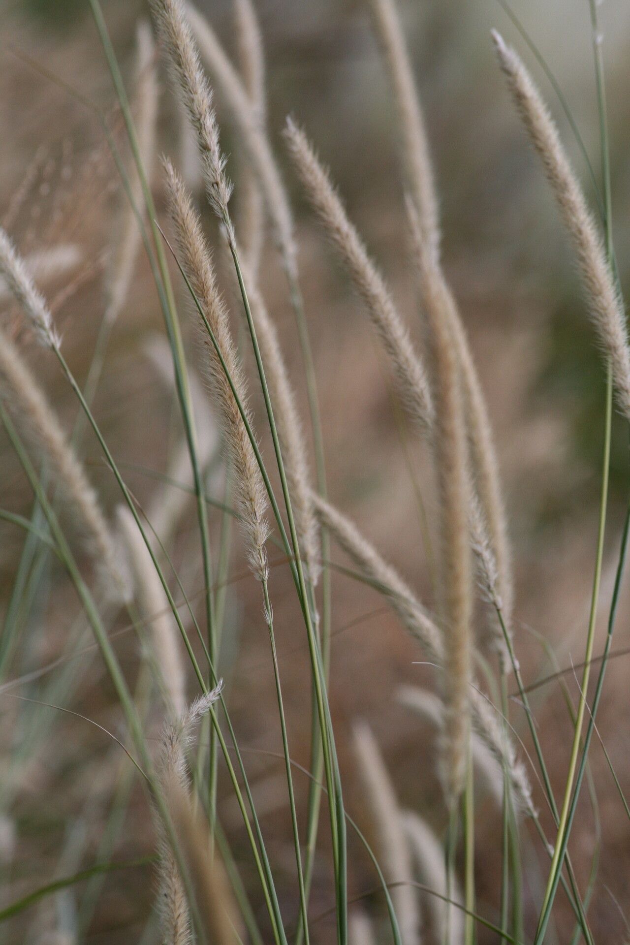 Cenchrus caudatus fruit