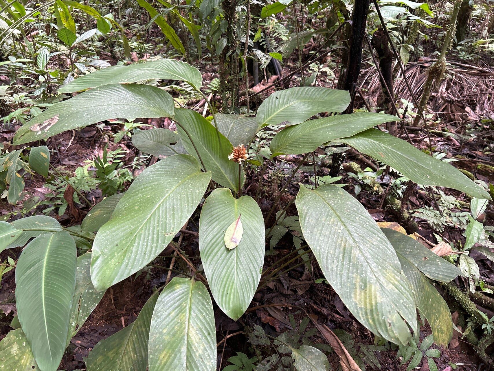 Goeppertia altissima habit