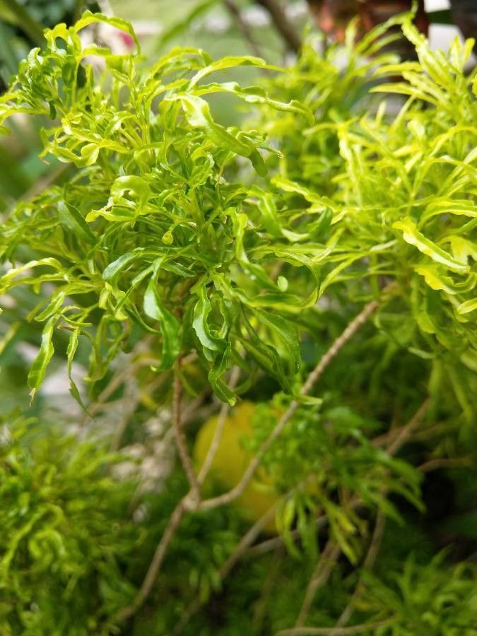 Pisonia subcordata — search result for 'Nyctaginaceae'