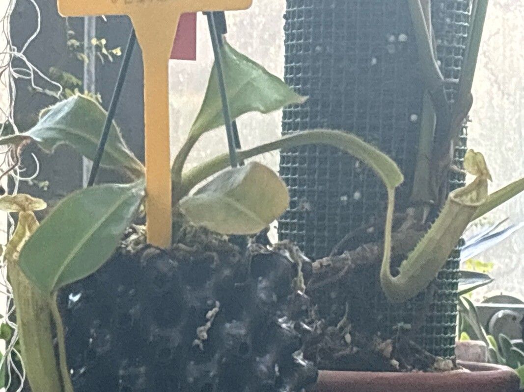 Nepenthes chaniana — search result for 'Nepenthes'