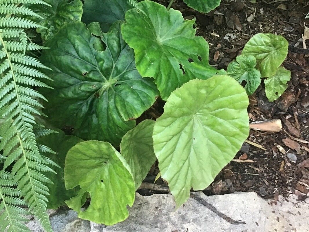 Begonia nelumbiifolia — pet friendly houseplant