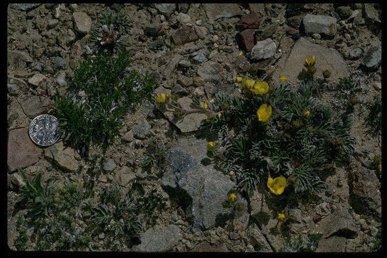 Potentilla morefieldii habit