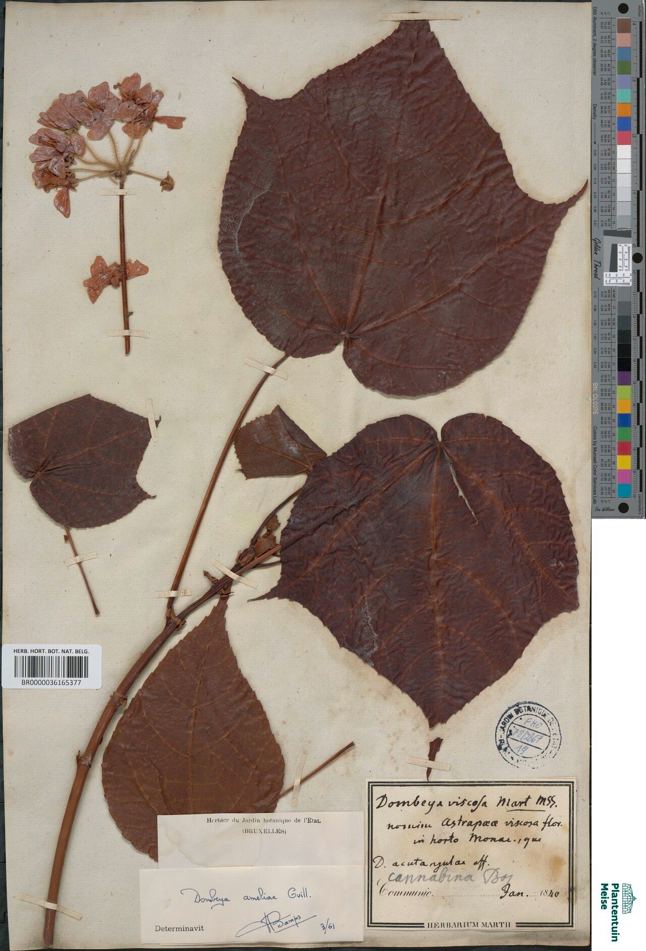 Dombeya ameliae — houseplant care guide