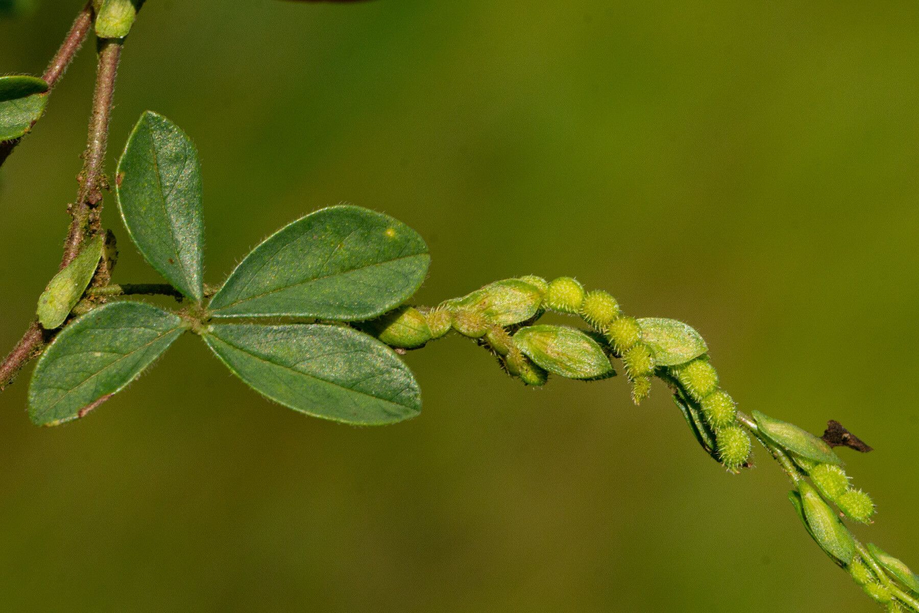 Zornia setosa leaf