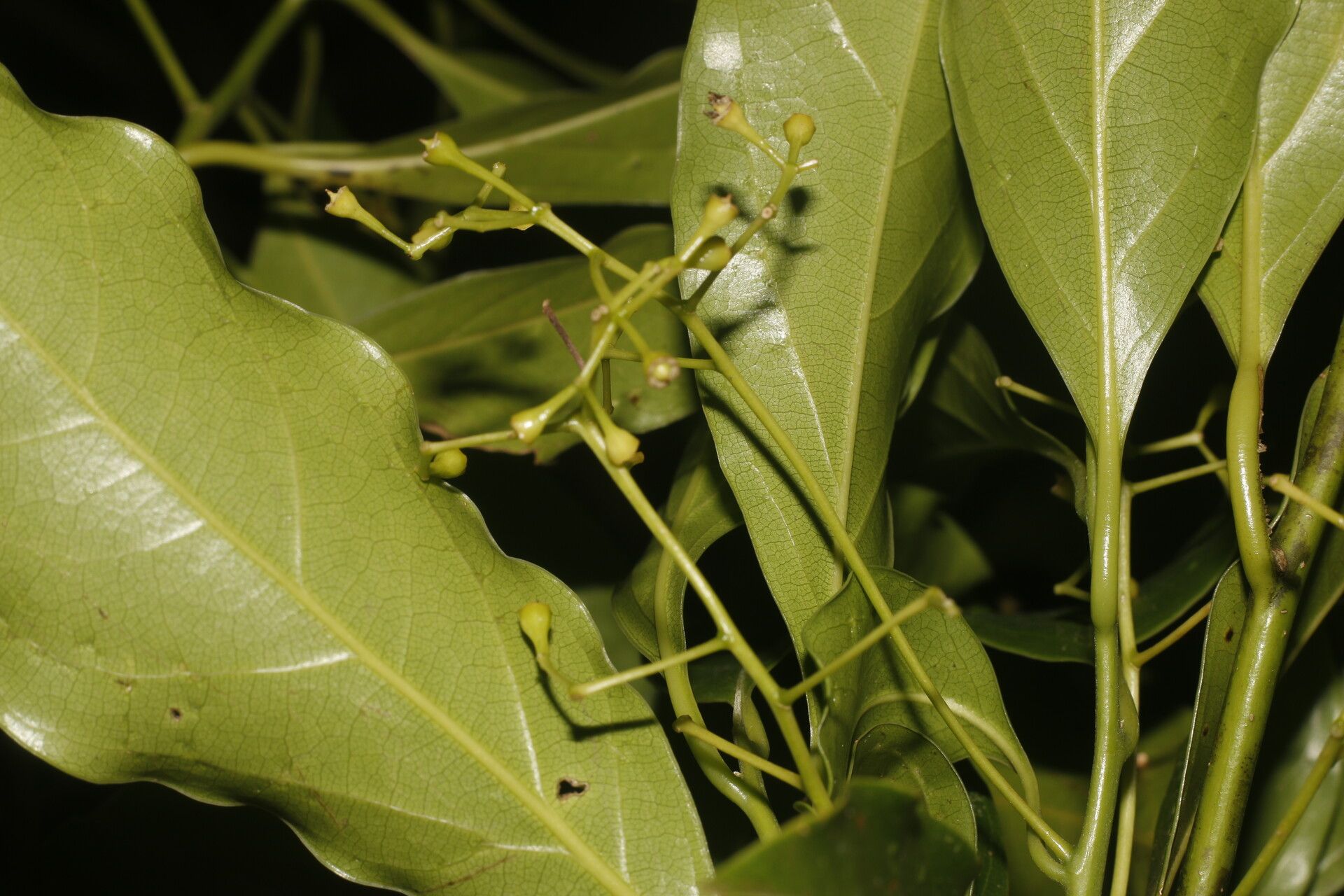 Ocotea viridiflora fruit
