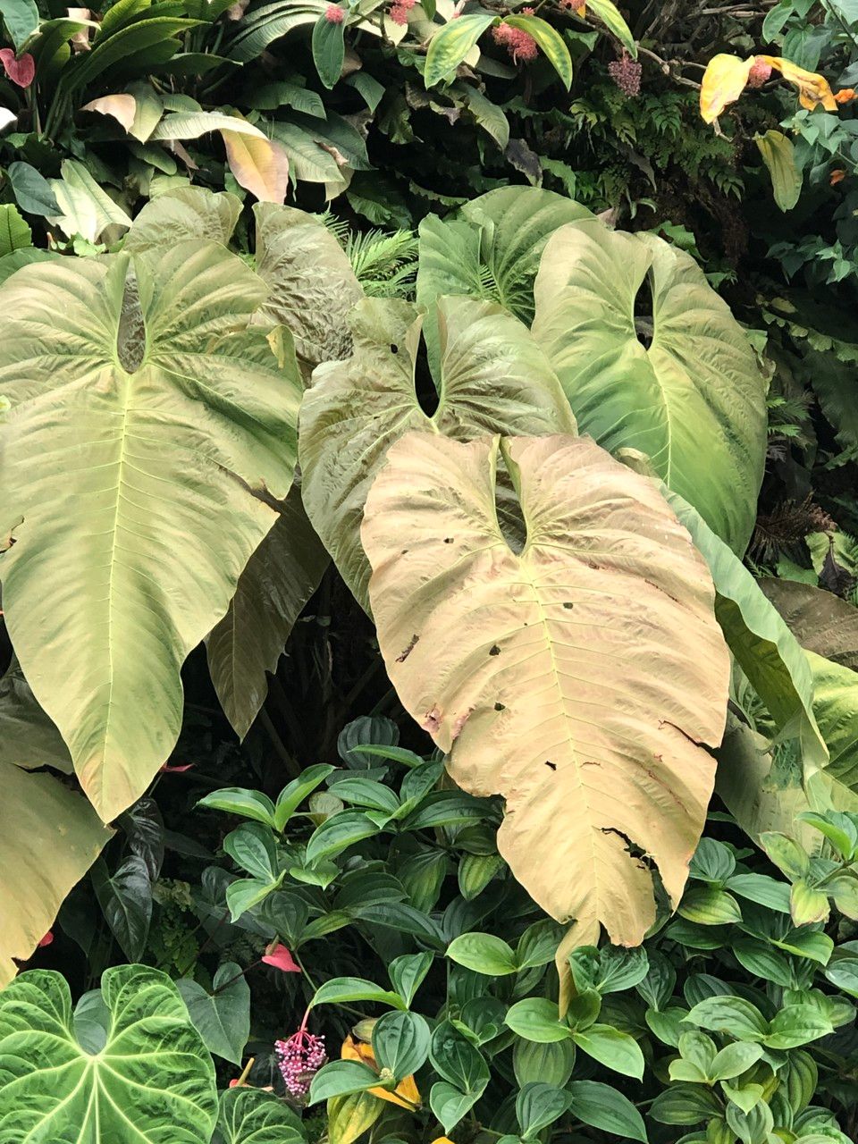 Anthurium dolichostachyum fruit