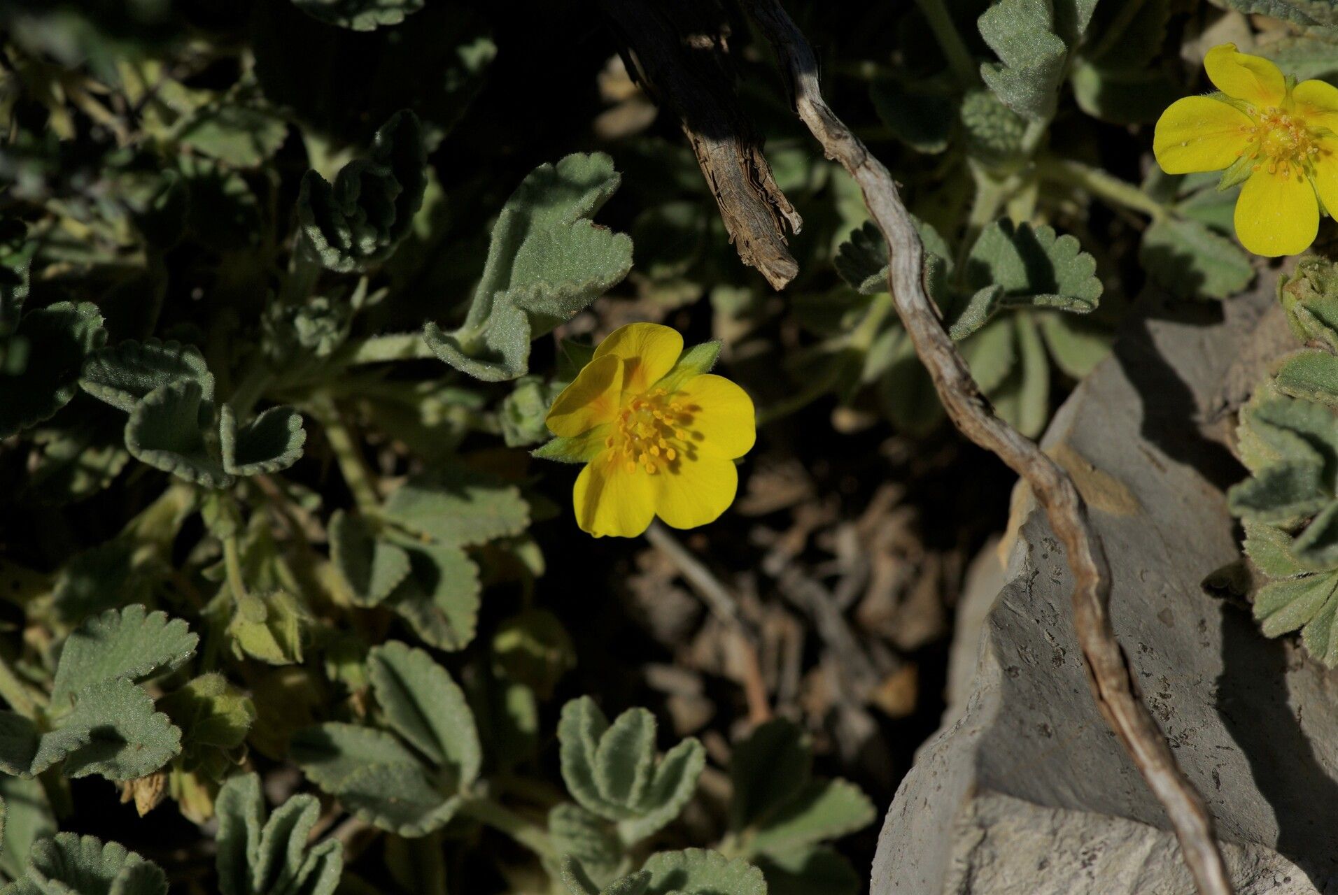 Argentina peduncularis flower