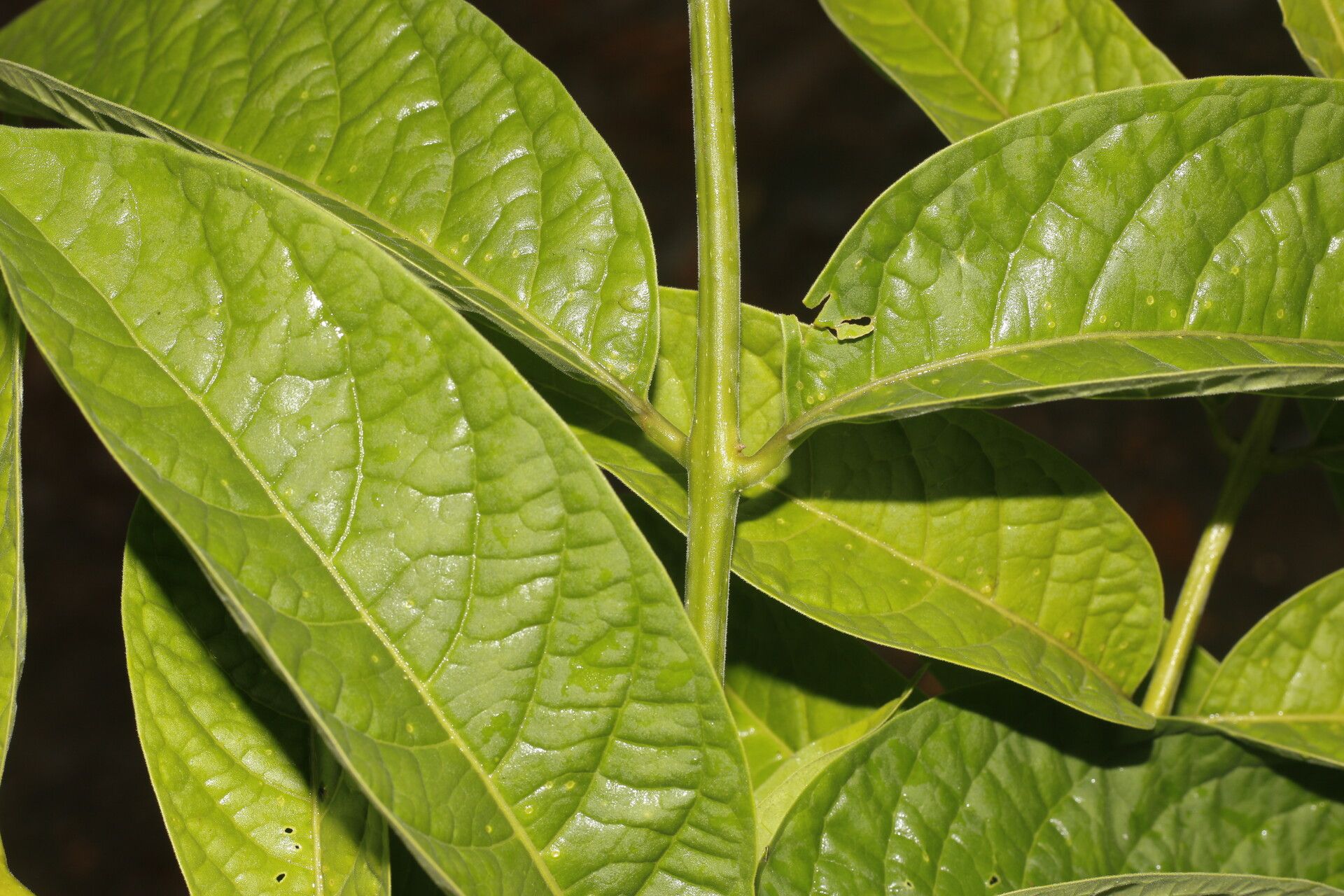 Aegiphila mollis — houseplant care guide