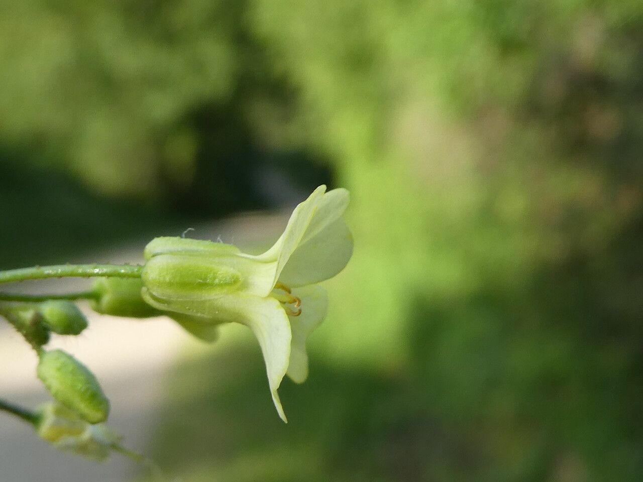 Bunias erucago flower