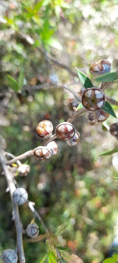Dillwynia retorta fruit