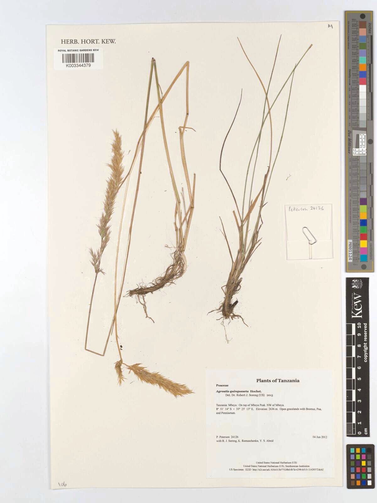Agrostis quinqueseta — houseplant care guide