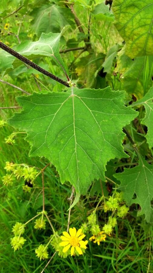 Smallanthus uvedalia leaf