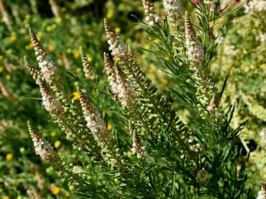 Reseda stenostachya — search result for 'Reseda'