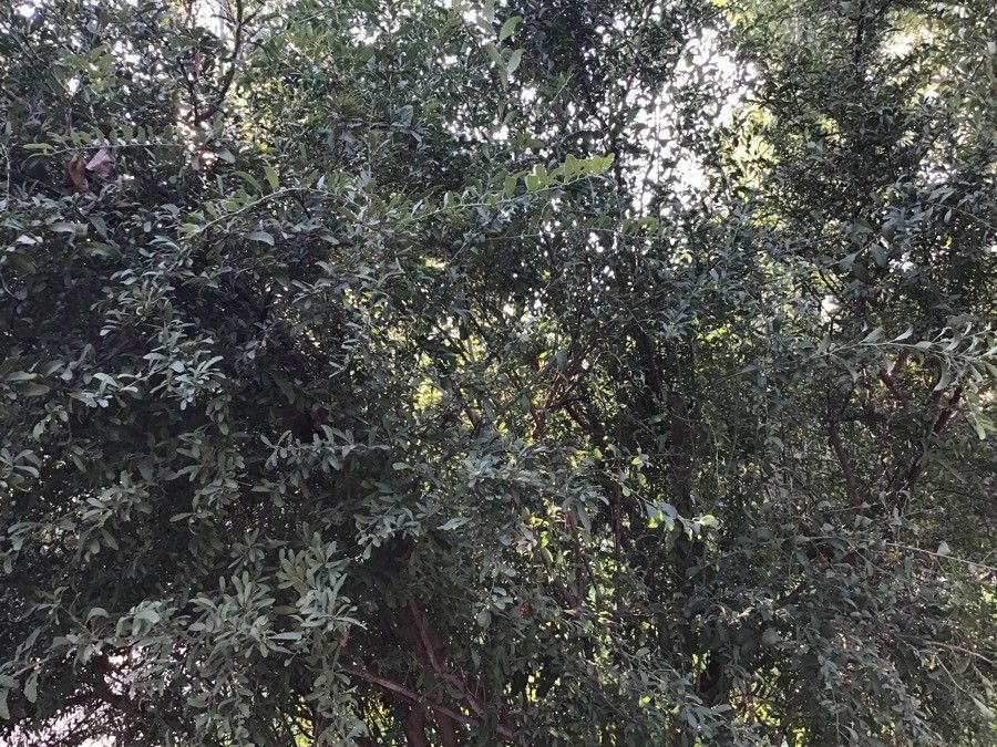 Schinus polygama — search result for 'Anacardiaceae'