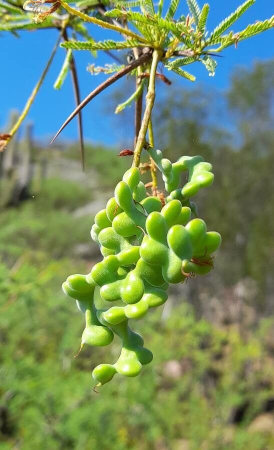 Prosopis torquata fruit