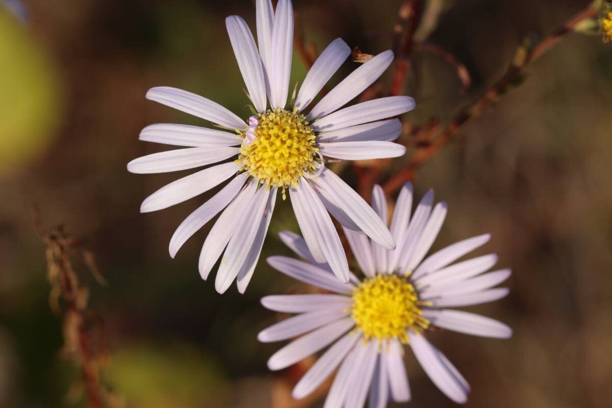 Aster kantoensis — houseplant care guide
