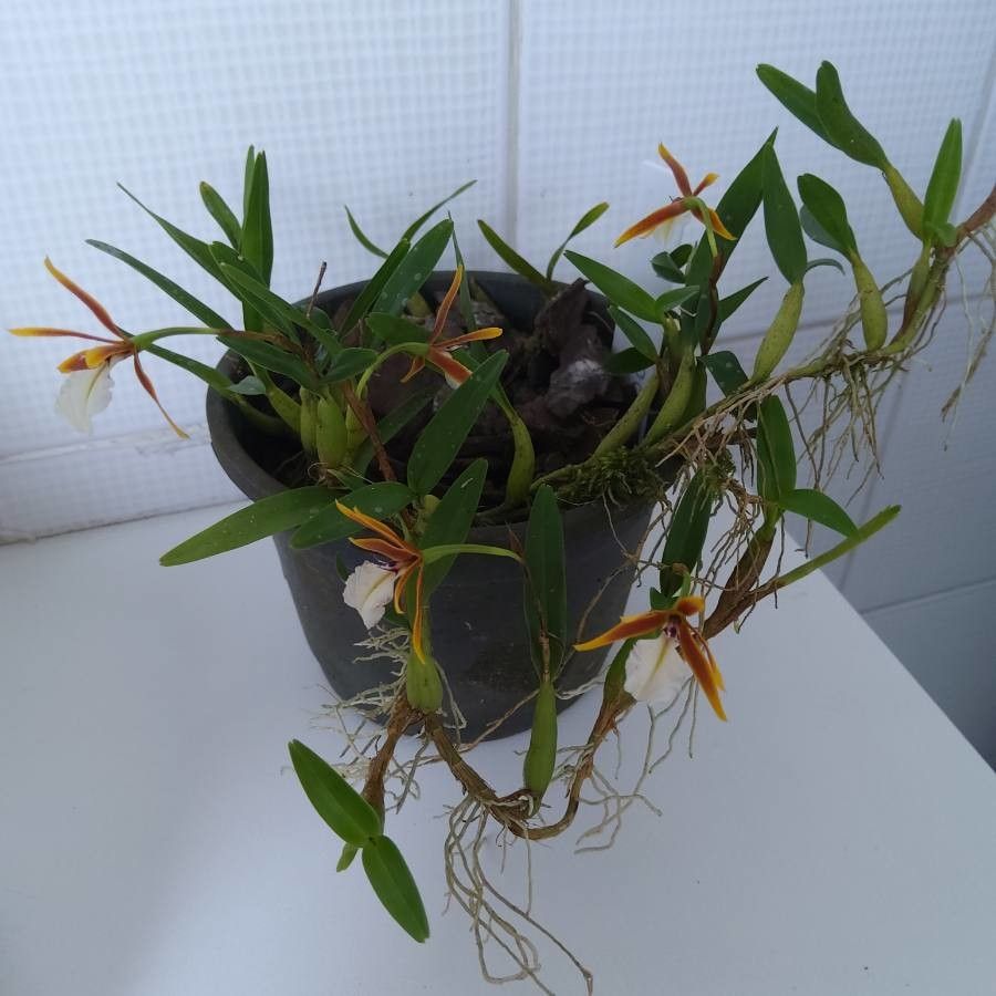 Dinema polybulbon leaf