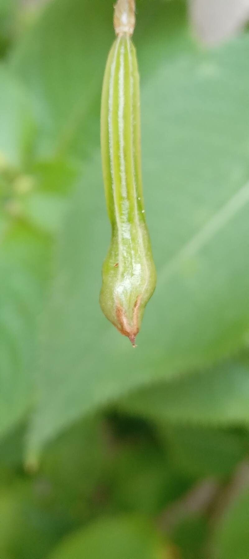 Impatiens balfouri fruit