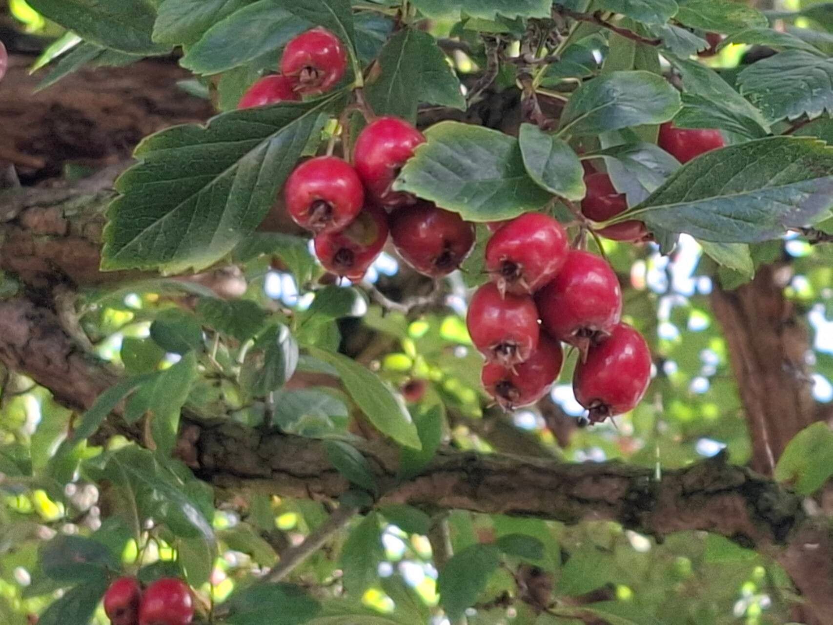 Crataegus × grignonensis fruit