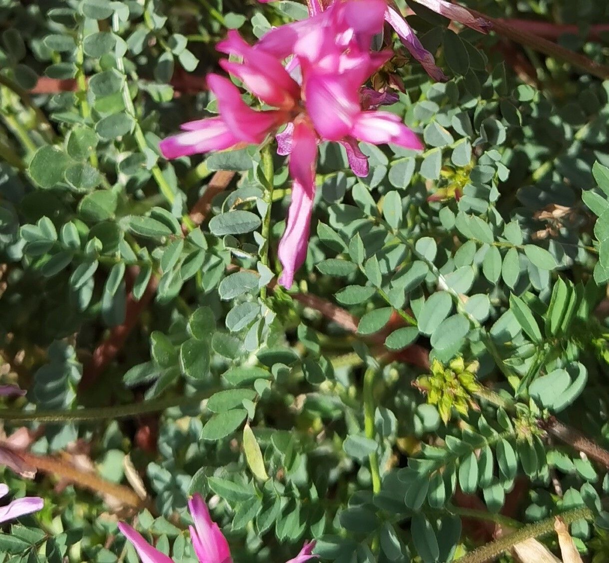 Sulla glomerata — related species from the same genus