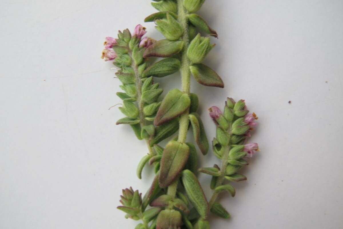 Odontites kaliformis flower