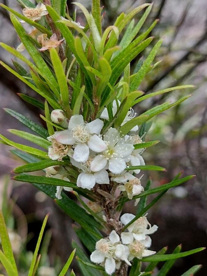 Austromyrtus tenuifolia flower