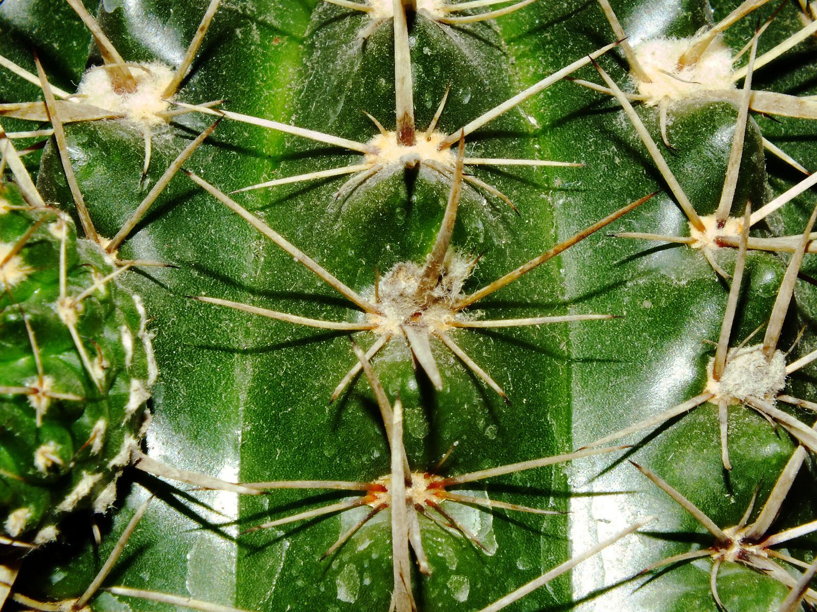 Thelocactus setispinus leaf