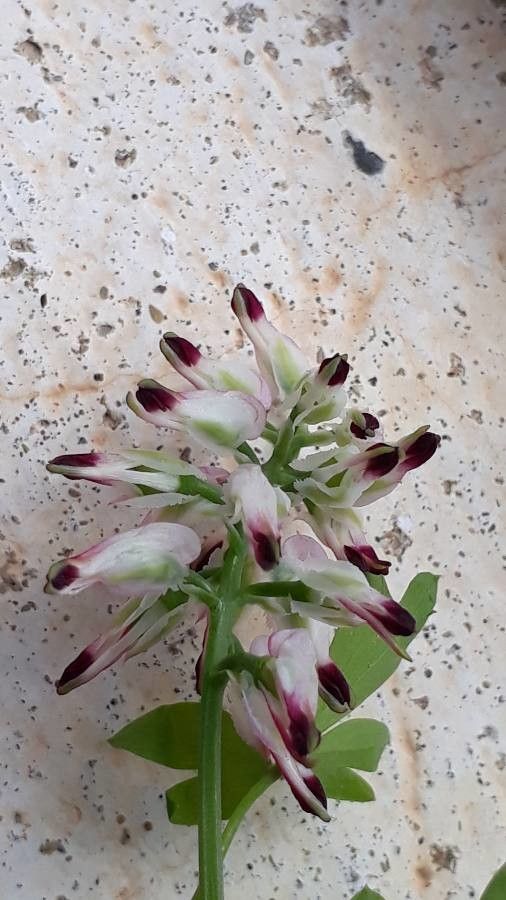 Fumaria muralis flower