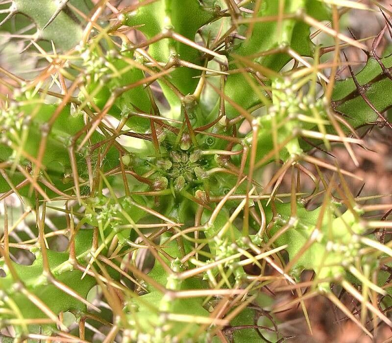 Euphorbia sekukuniensis other