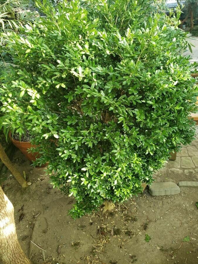 Buxus harlandii habit