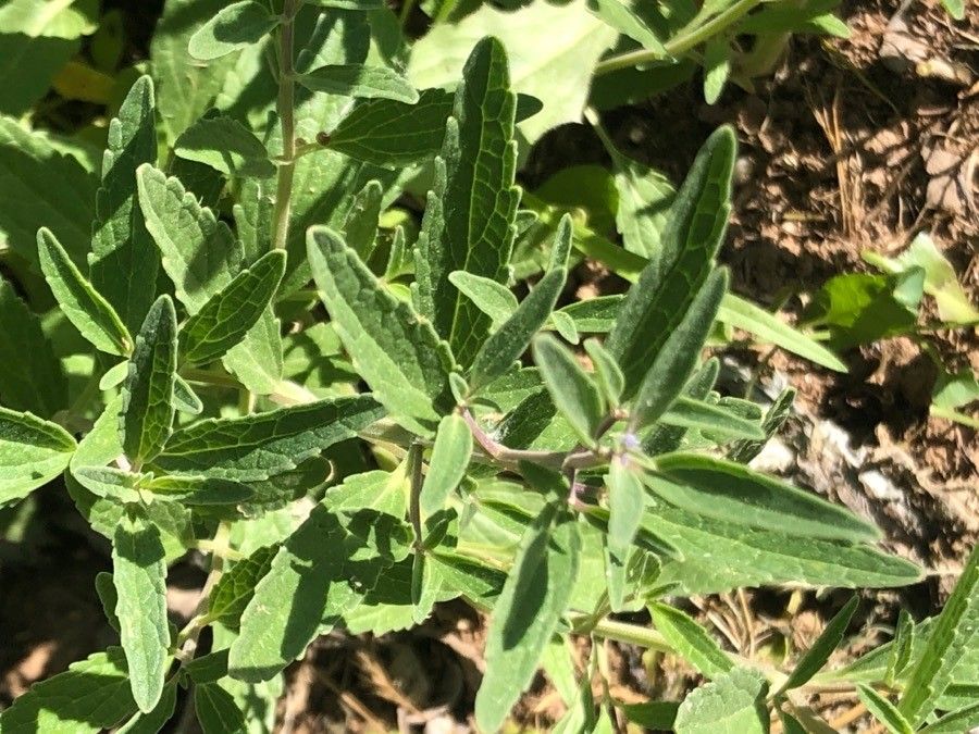 Nepeta hispanica — search result for 'Nepeta'