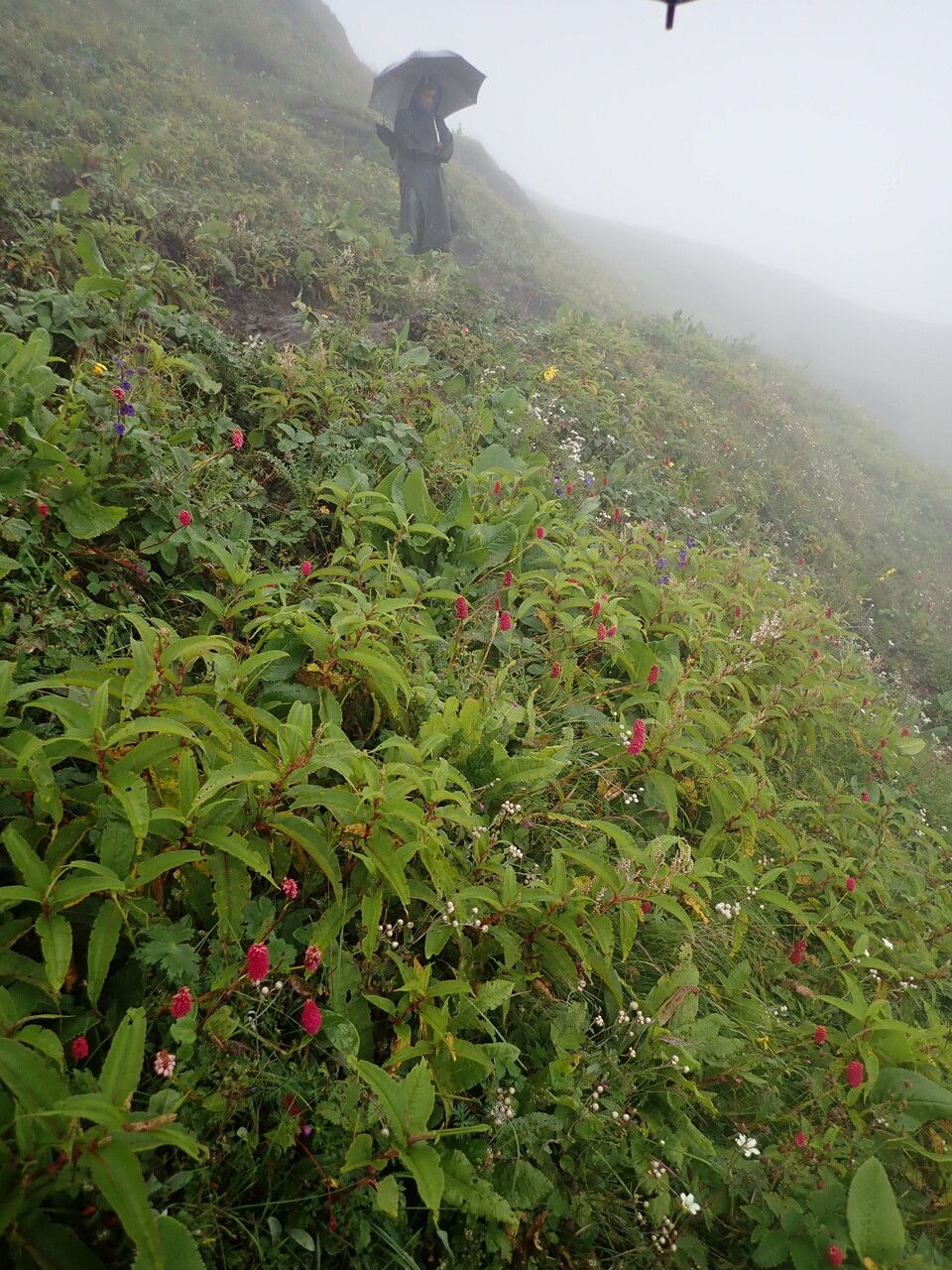 Bistorta milletii other