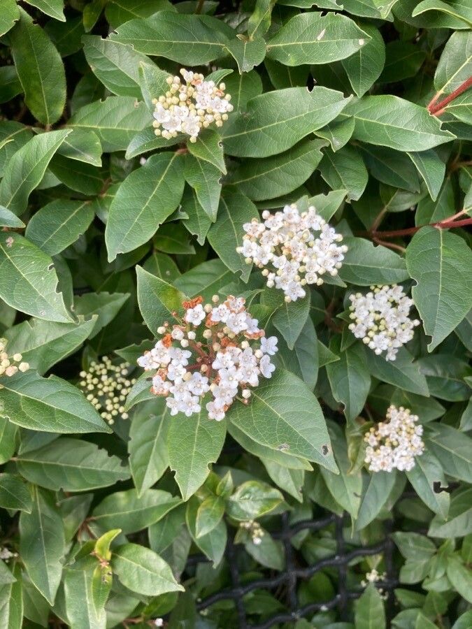 Viburnum rigidum flower