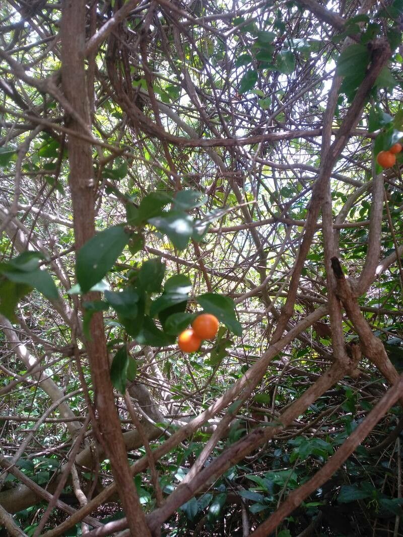 Cassinopsis ilicifolia — search result for 'Sapindaceae'