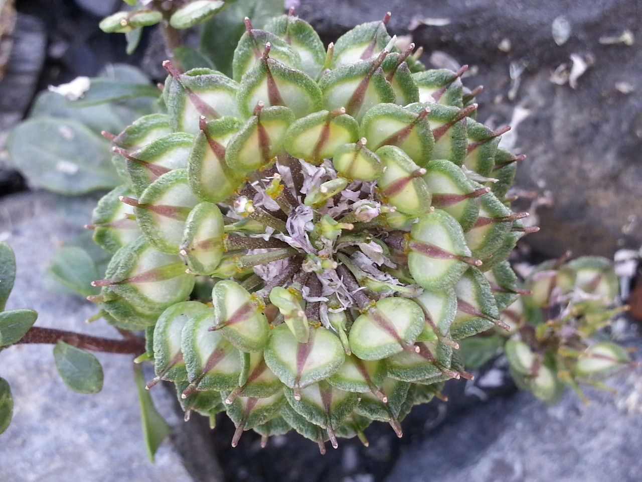 Iberis spathulata fruit